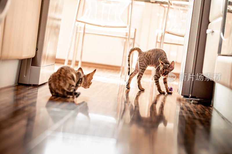 两只德文郡雷克斯小猫在公寓-库存照片