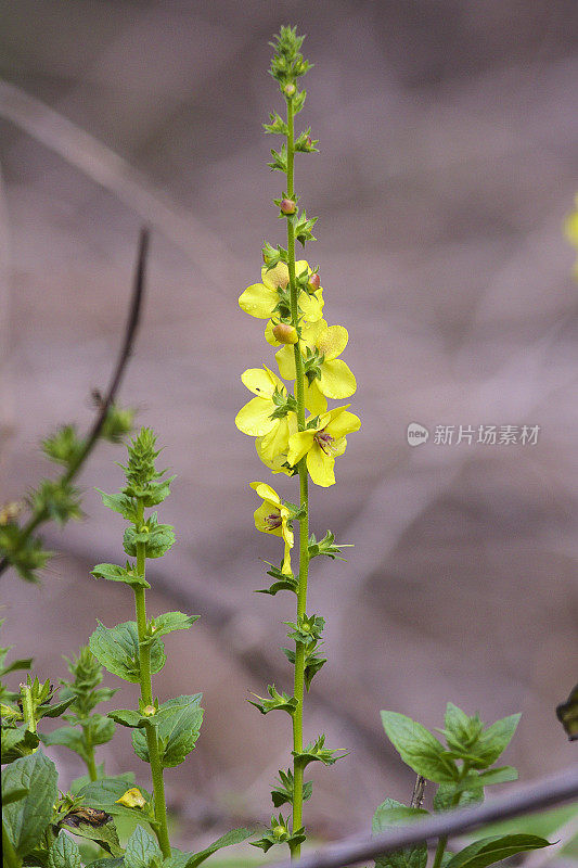 魔杖毛蕊花的花序