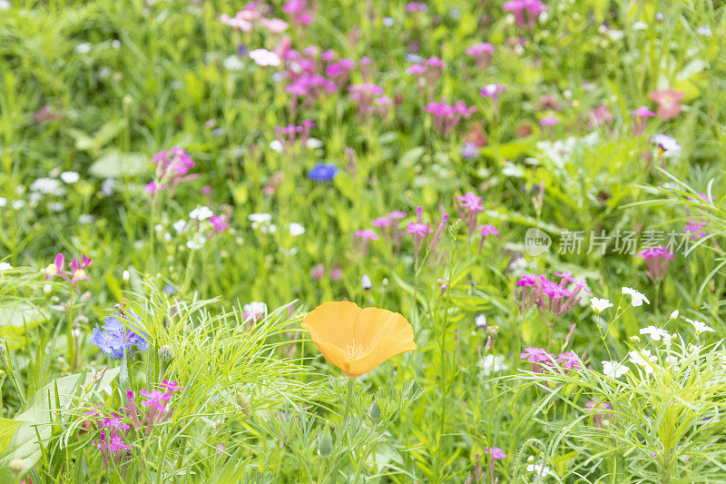 长满野花的草地