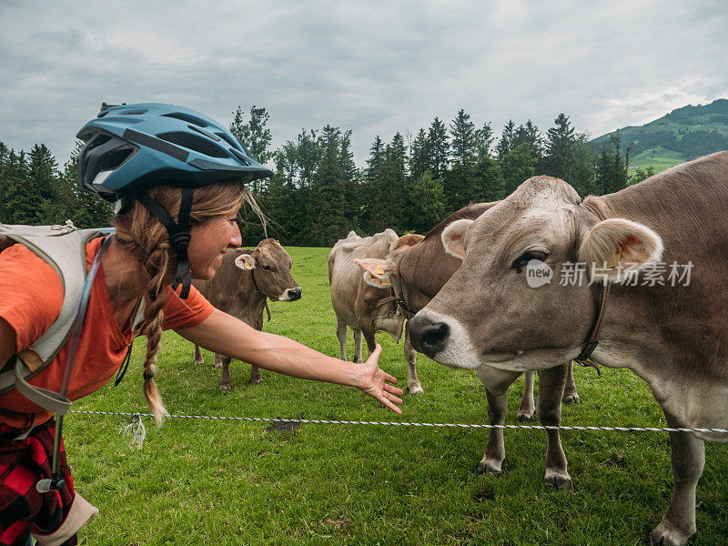 山地摩托车手在高山草地上抚摸奶牛