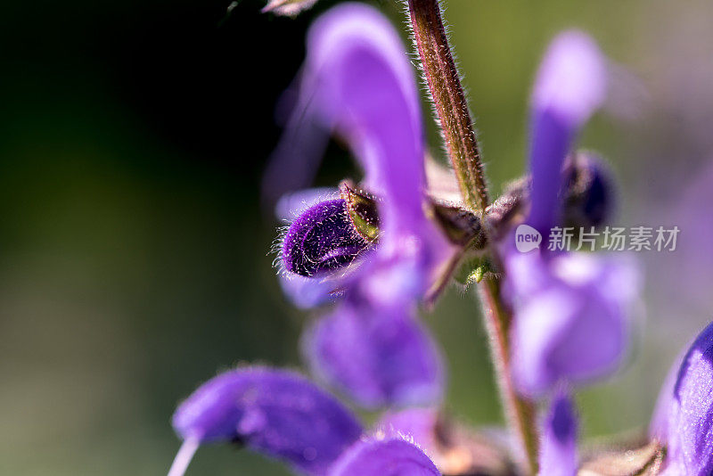 近草地鼠尾草紫蓝色的花