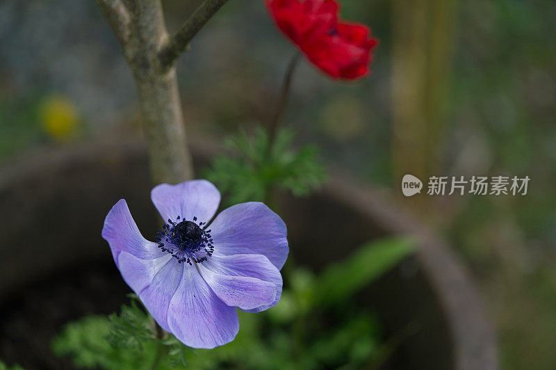 充满异域风情的花朵