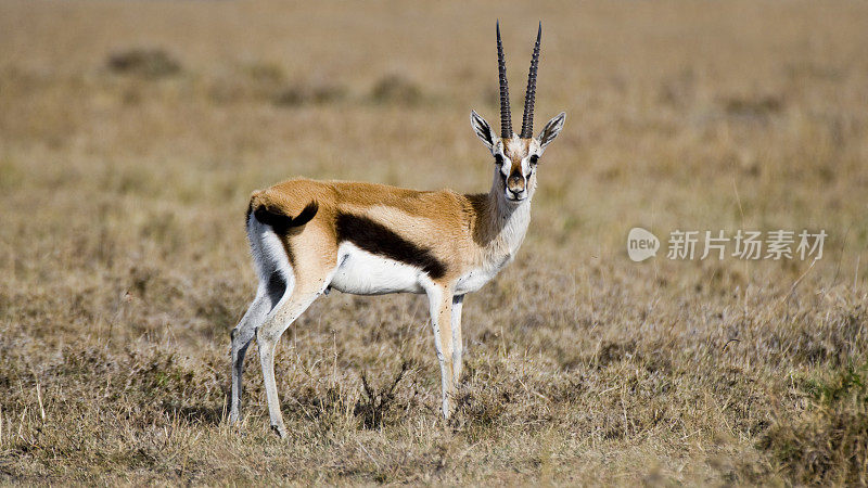 肯尼亚马赛马拉的汤姆森瞪羚
