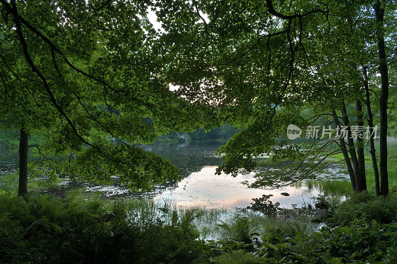 黄昏的海狸池塘