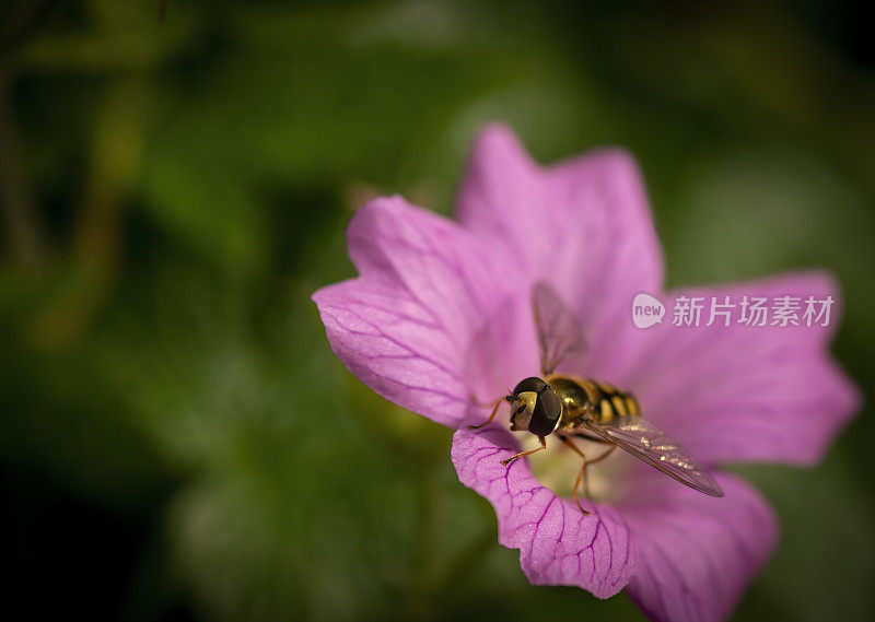 粉红鹤嘴和食蚜蝇