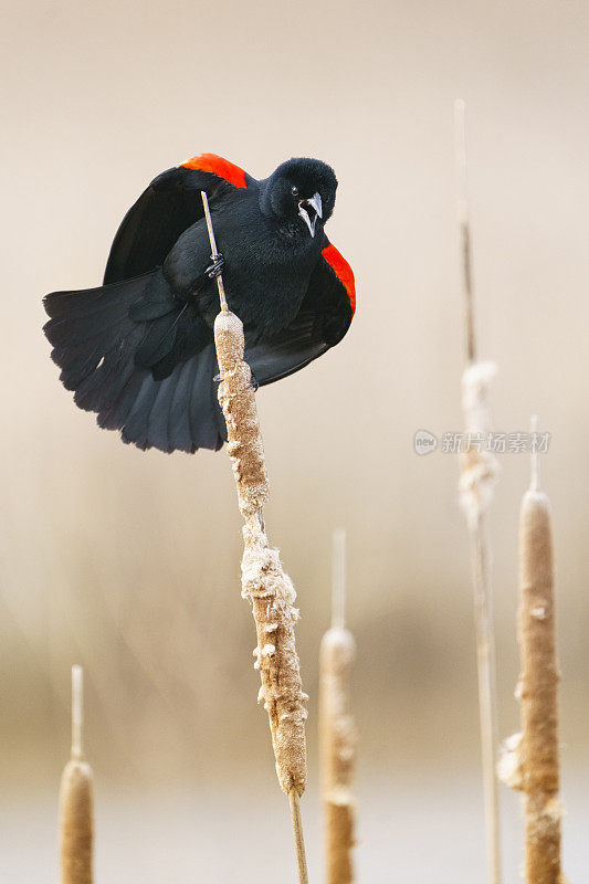 湿地沼泽中的红翼黑鹂从香蒲上呼唤