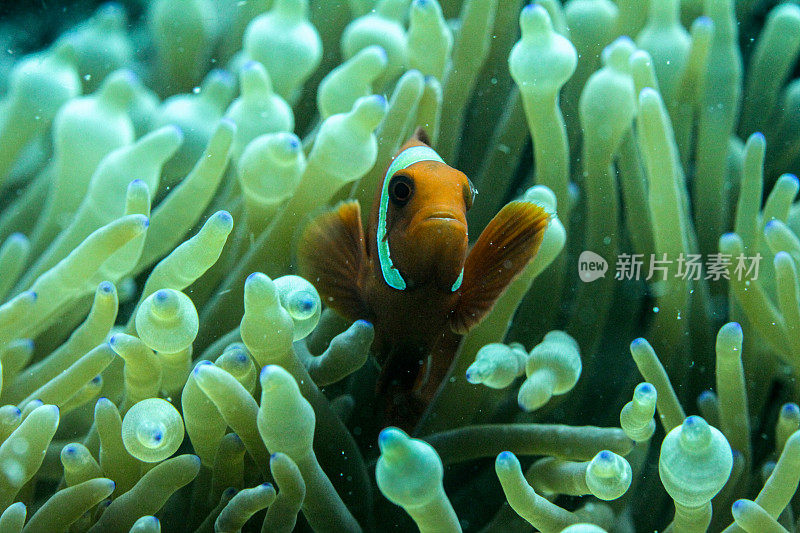 小丑鱼，海葵鱼，热带咸水珊瑚花园中的海葵鱼