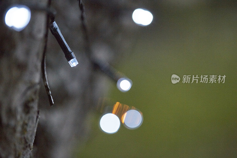 灯光缠绕着一棵树