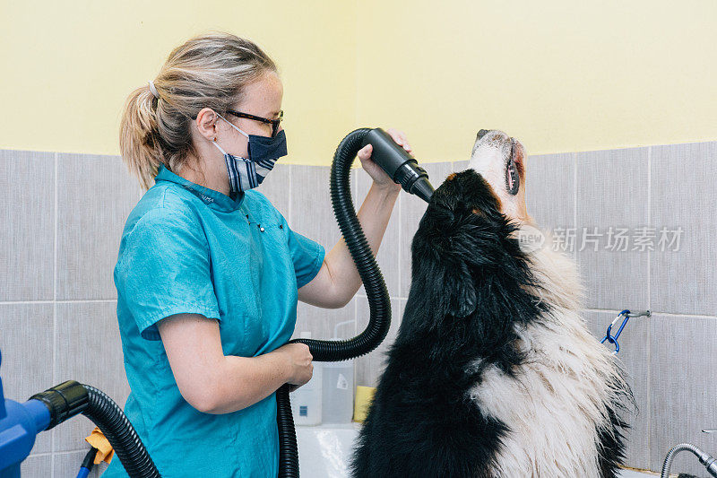 新冠肺炎疫情重新开放后的动物美容师工作