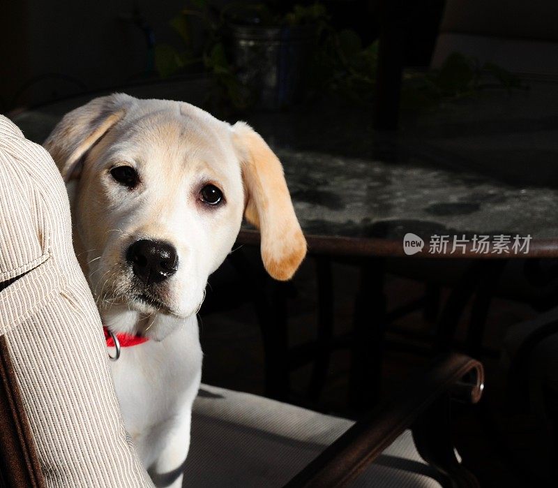 拉布拉多寻回犬小狗