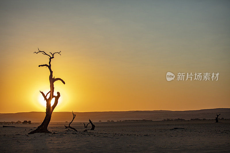 日落时树的剪影，迪德夫雷，纳米比亚，非洲