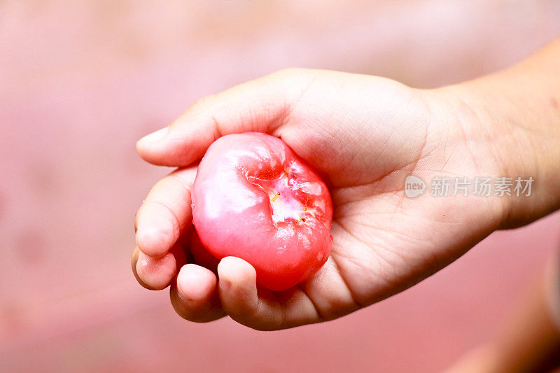 蜡像苹果或爪哇苹果在孩子手里