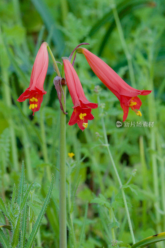 红Añañuca百合花在智利安第斯山脉的好雨后开花