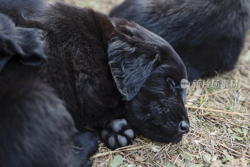 纯种平毛猎犬的幼犬在阳光下打盹。