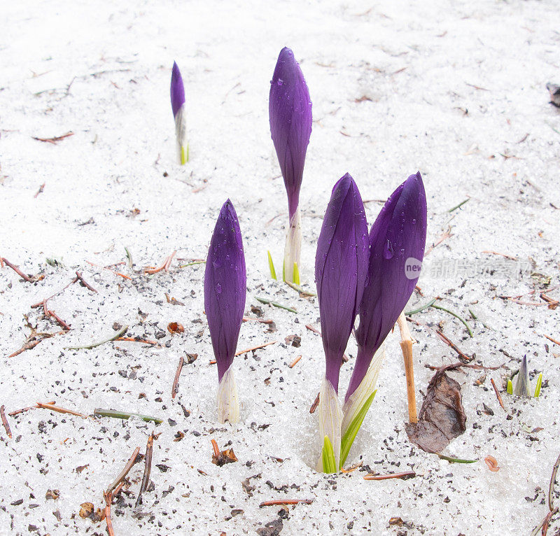 雪中的番红花。