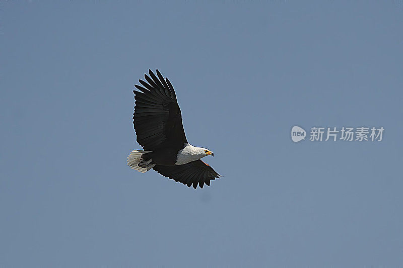 非洲Fish-Eagle