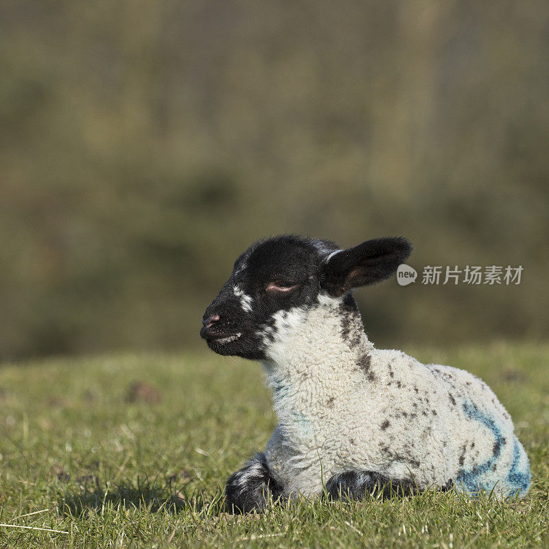 约克郡北部，春天草地上的小羊羔