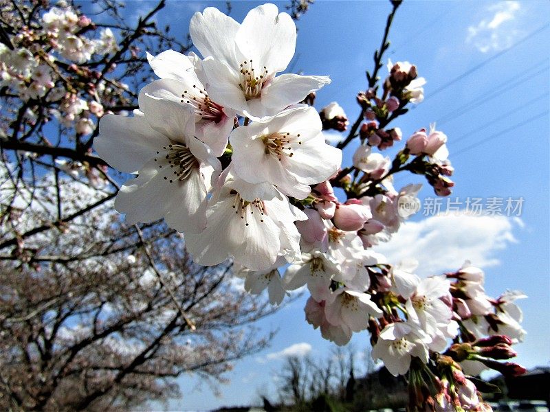 日本。3月。樱花开花。