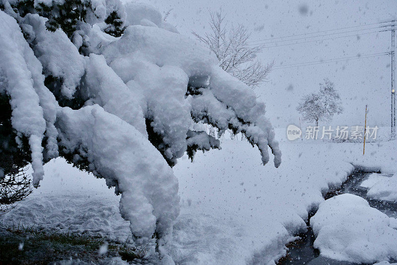 树被大雪覆盖