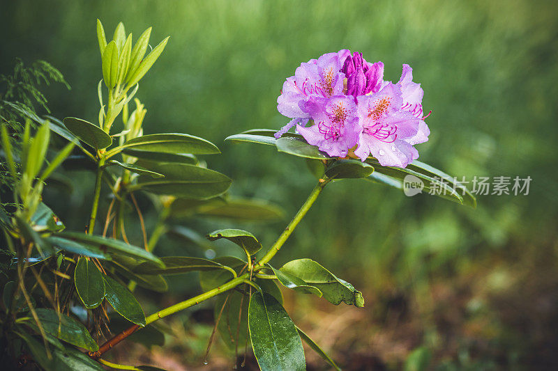 美丽的花园与鲜花杜鹃花