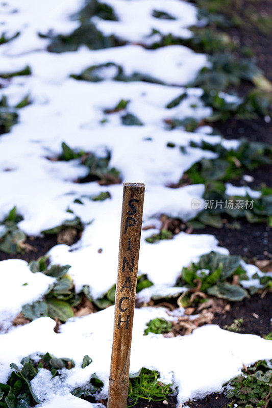 白雪皑皑的花园里有木标签的三叶草