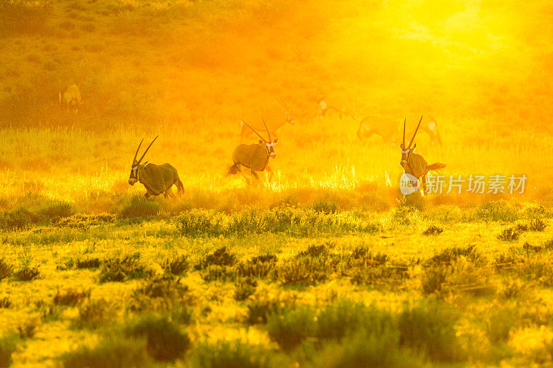 卡拉哈里大羚羊在追逐年轻的公牛
