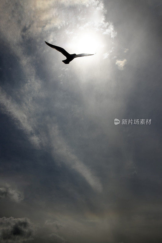 海鸥在天空