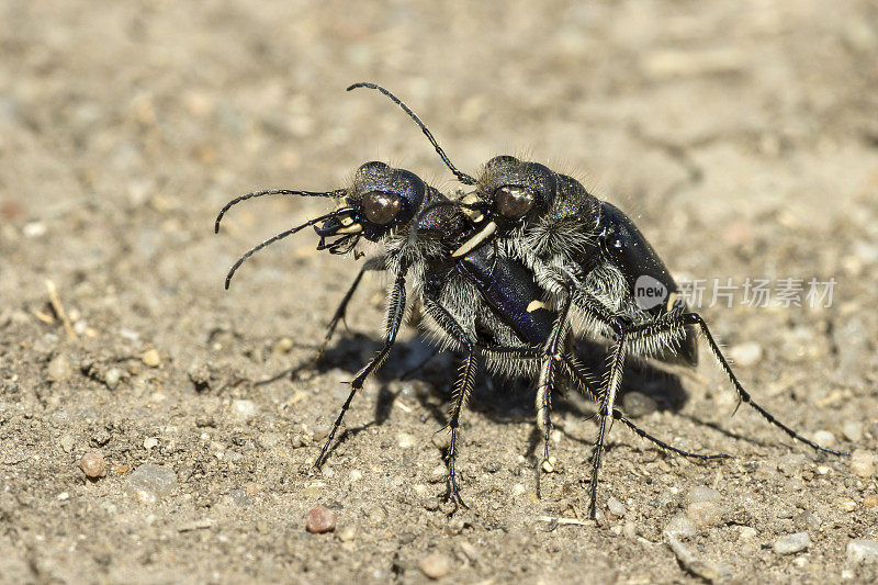 虎甲虫在科罗拉多州波尼国家草原沙地上交配