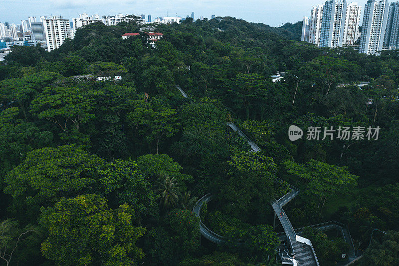 新加坡热带雨林中的树顶漫步和桥