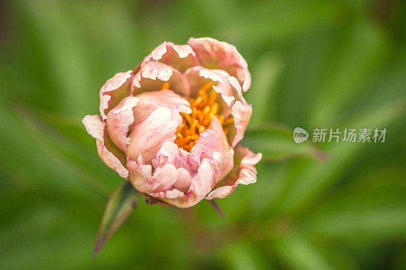 特写芍药“绿莲花”花在早晨的太阳