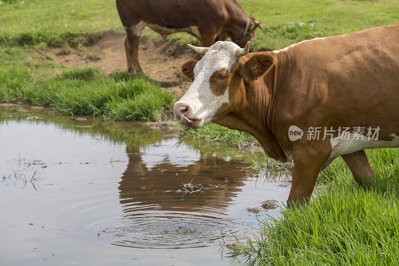 斯洛文尼亚山区草地上的池塘里，奶牛在饮水