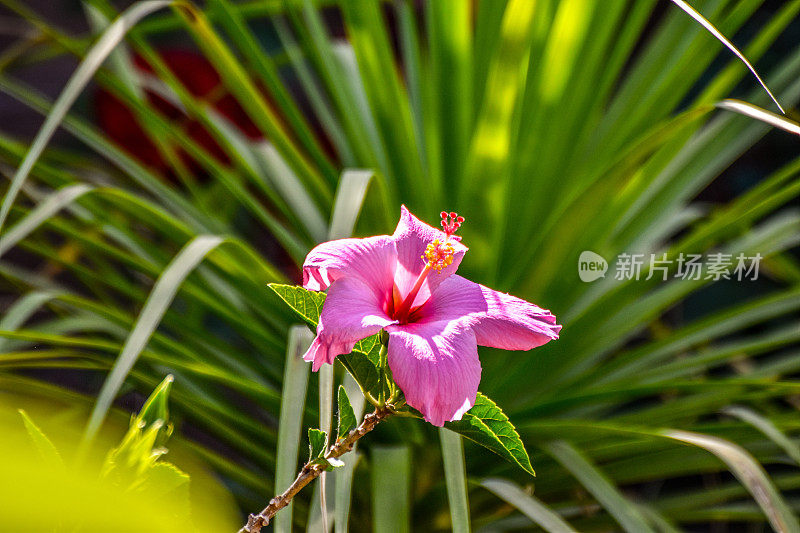 芙蓉花