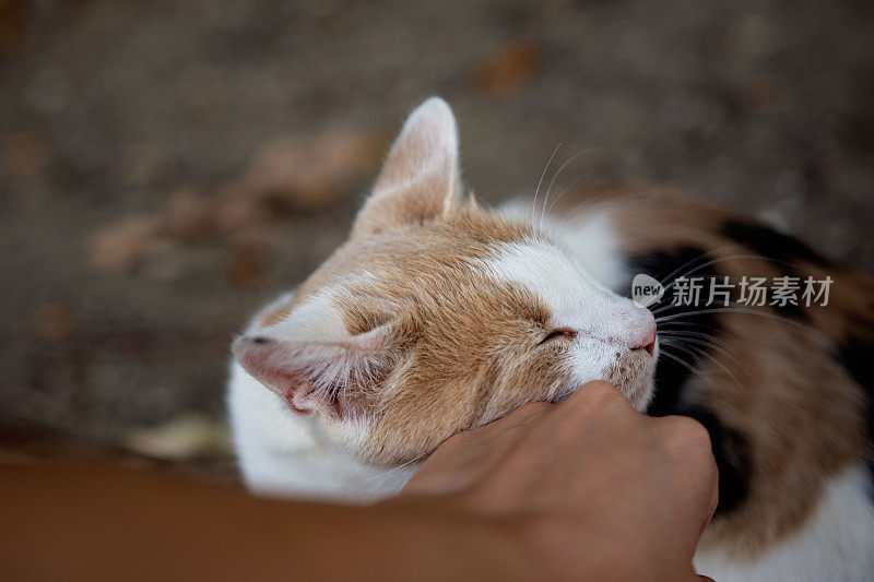 女人的手抚摸着猫