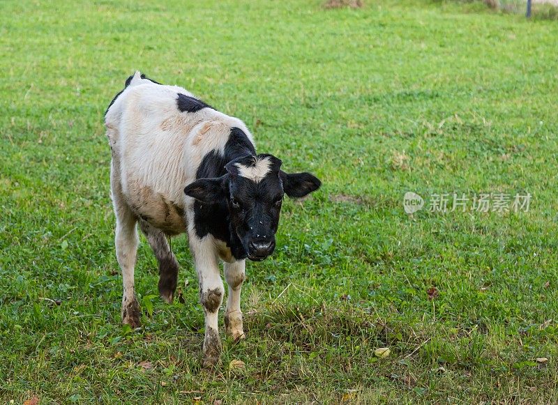 放牧牛犊。牛在牧场。美丽的黑白小牛在草地上吃草