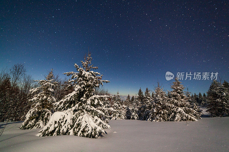 壮丽的星空笼罩着冬日的山景。夜景。月光下美丽的高大冷杉。喀尔巴阡山,乌克兰,欧洲。