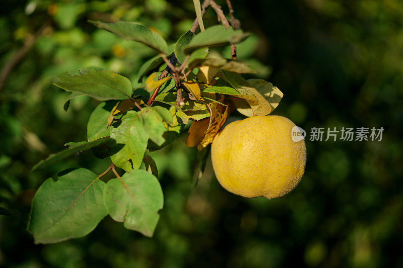 成熟的榅桲果实挂在花园里的树枝上