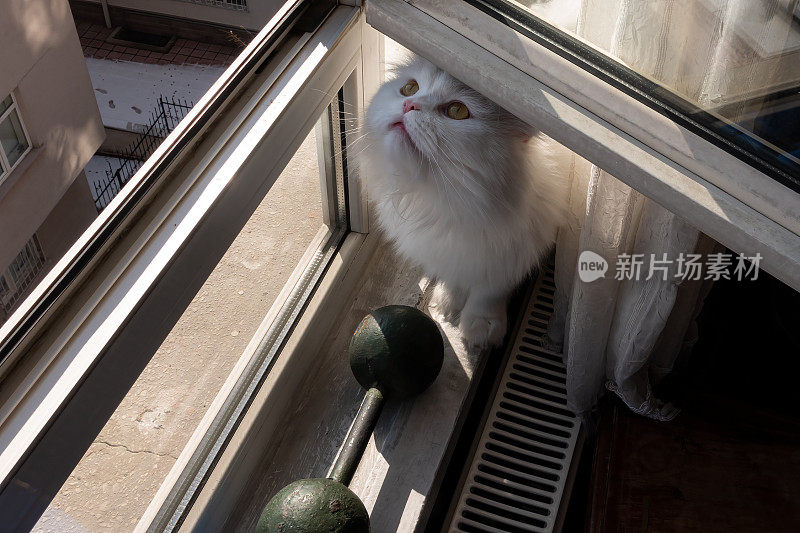 聪明的波斯猫和苏格兰折耳猫混合猫小猫从打开的窗户里安全呼吸