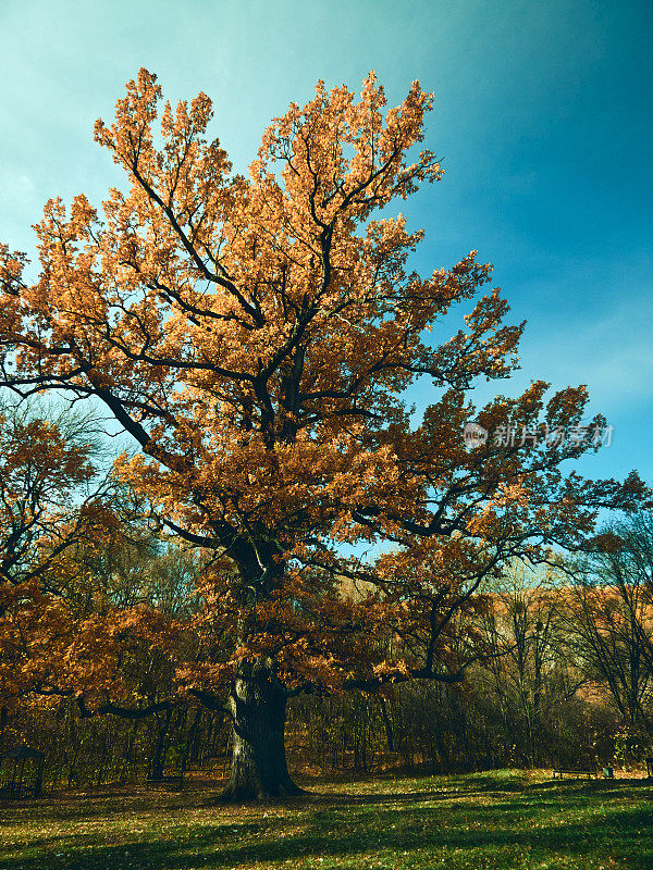 一棵巨大的老橡树矗立在森林的一块空地上，老橡树的叶子在晨光的照耀下显得很美丽