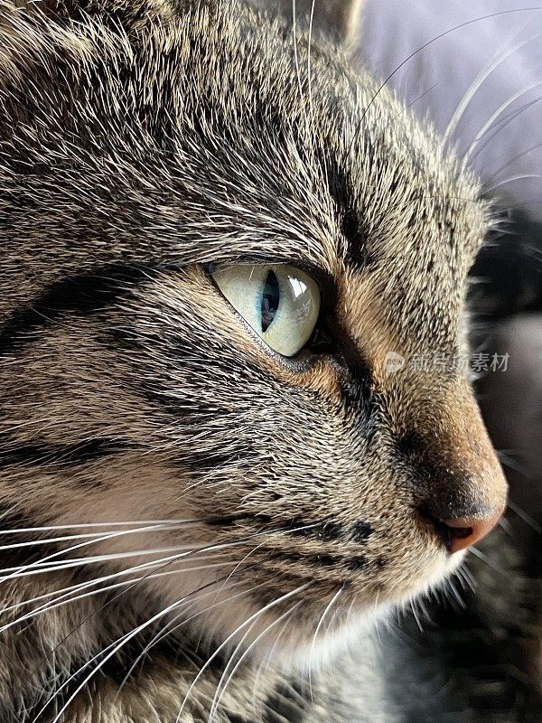 漂亮的虎斑猫的脸和眼睛的特写照片
