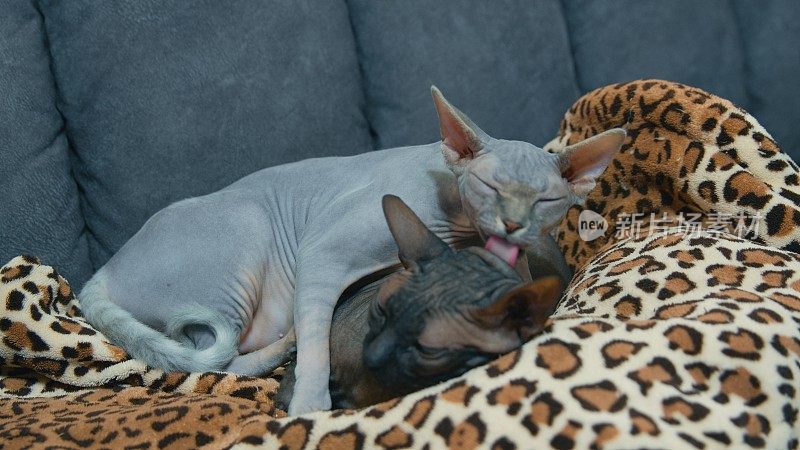 两只Sphynx猫在沙发上舔