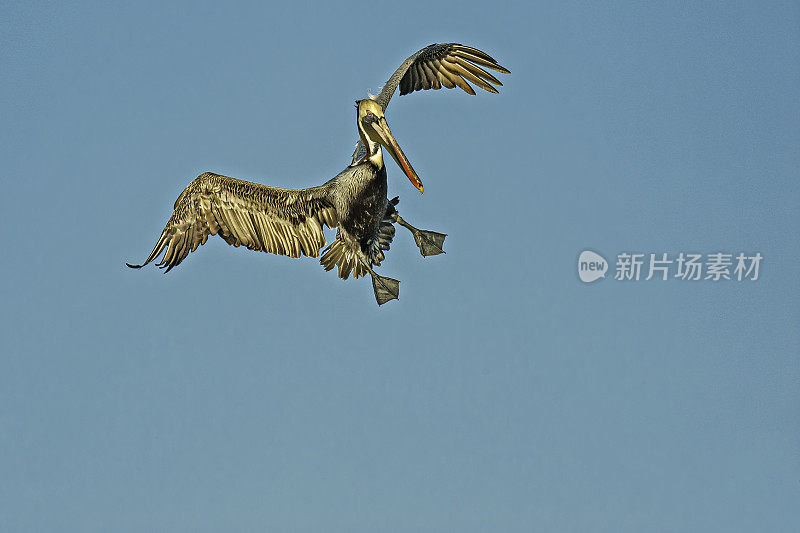 褐鹈鹕、西花鹈鹕、奥杜邦阿拉菲亚银行鸟类保护区;鸟岛;希尔斯堡惨案湾;坦帕湾;佛罗里达。飞行。