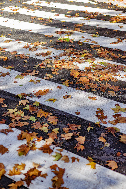 落叶横过人行横道。秋天的早晨。Alcorcon,马德里,西班牙。