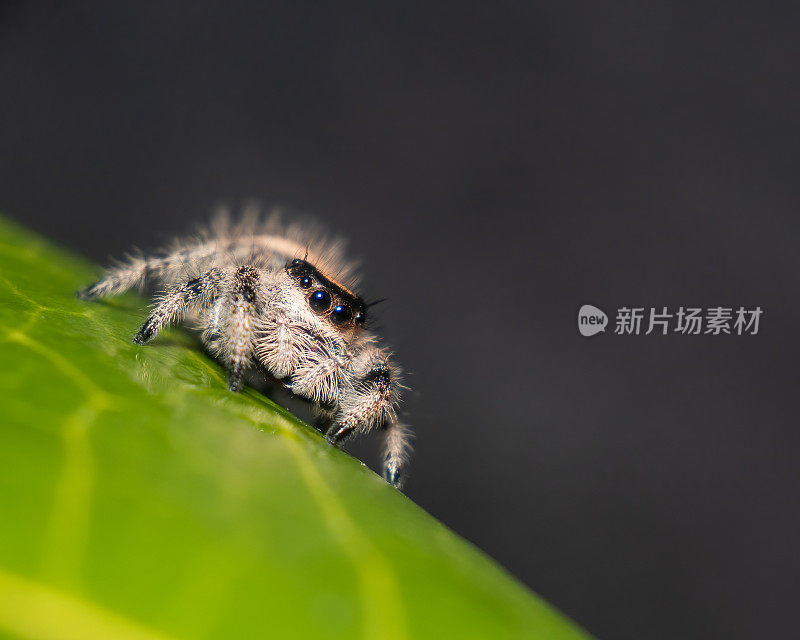 跳蛛菲迪帕斯雌