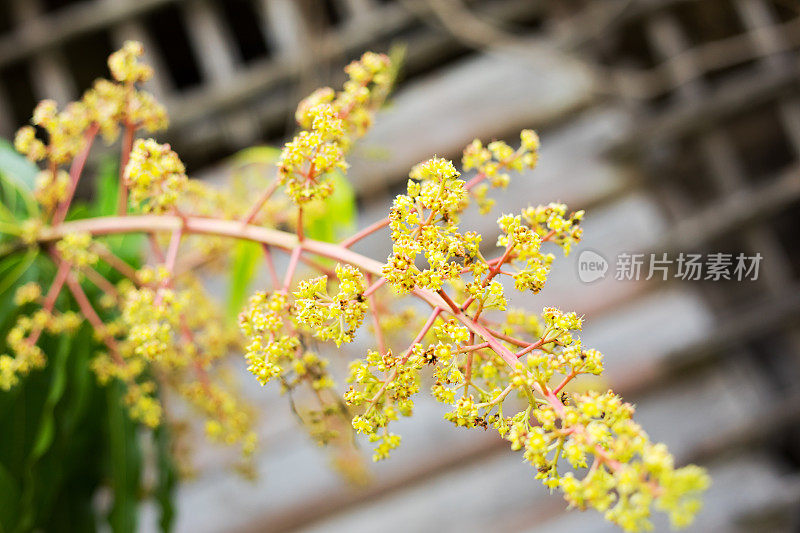 开花芒果树小枝