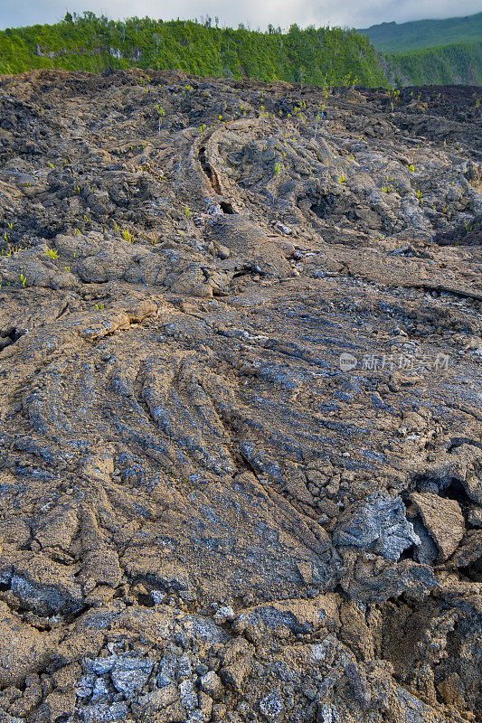 留尼旺岛，熔岩管-大Brûlé国家森林