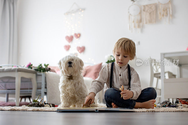 可爱的金发学龄前儿童，带着宠物马耳他狗的金发男孩，在家里看书