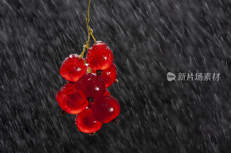 红醋栗对雨的影响枝