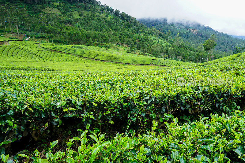 印度尼西亚西爪哇岛Pangalengan的绿茶种植园。