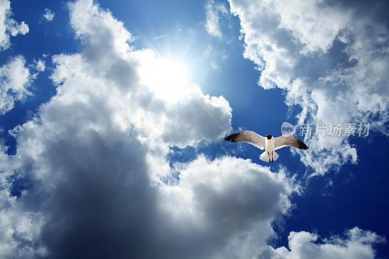 一只海鸥在灿烂的阳光下飞过引人注目的天空