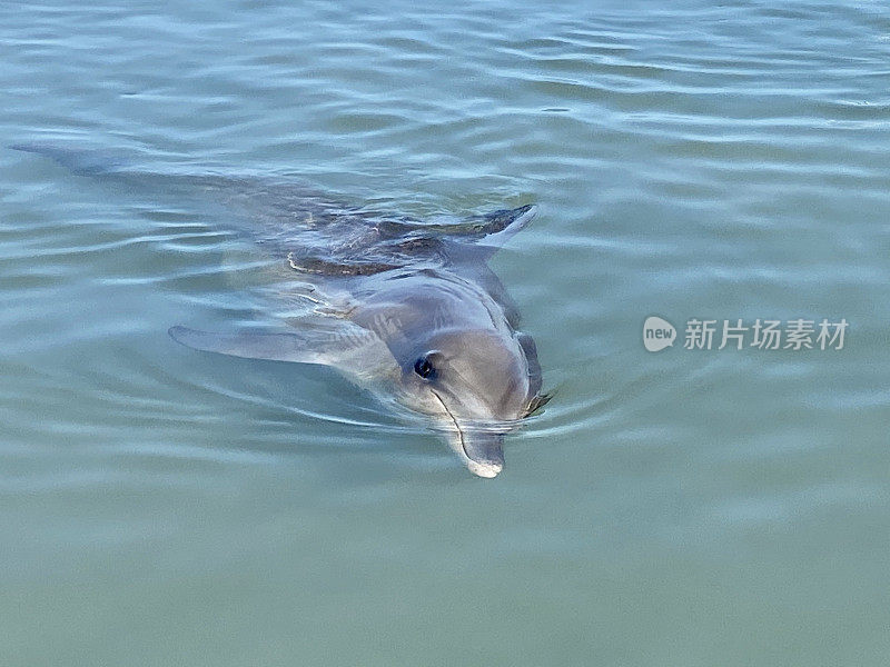 海豚游向澳大利亚的海滩